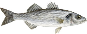 Branzino