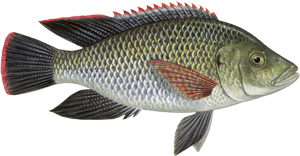 Tilapia