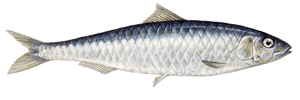 Sardina